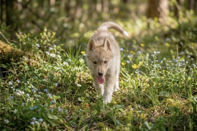 Les chiots de Siberian Husky
