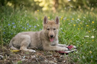 Les chiots de Siberian Husky