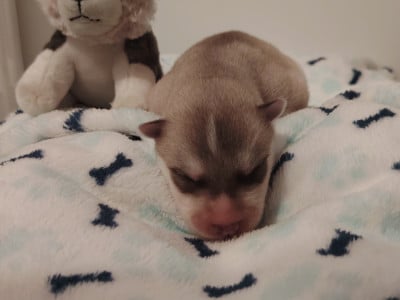 Les chiots de Siberian Husky