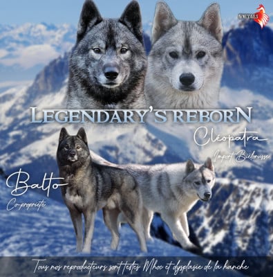 Siberian Husky