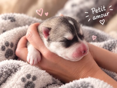 Les chiots de Siberian Husky