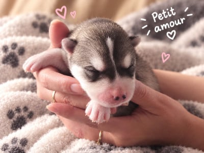 Les chiots de Siberian Husky