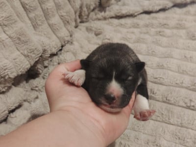 Les chiots de Siberian Husky