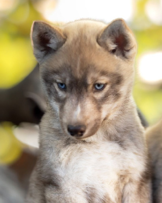Les chiots de Siberian Husky