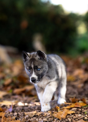 Les chiots de Siberian Husky