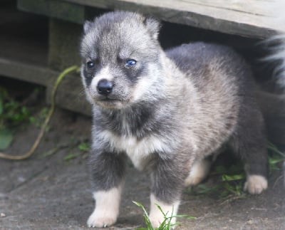 Les chiots de Siberian Husky