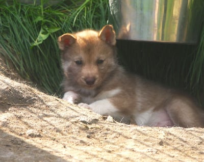 Les chiots de Siberian Husky
