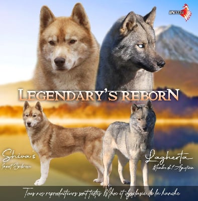 Siberian Husky - Of Legendary\'s Reborn
