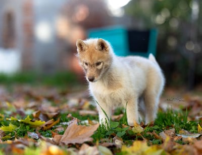 Les chiots de Siberian Husky
