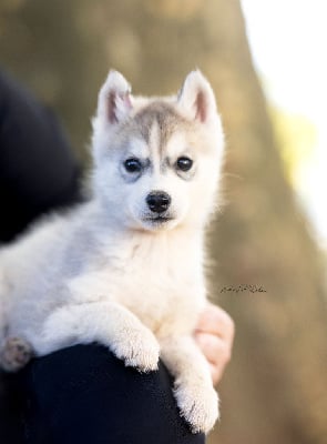 Les chiots de Siberian Husky