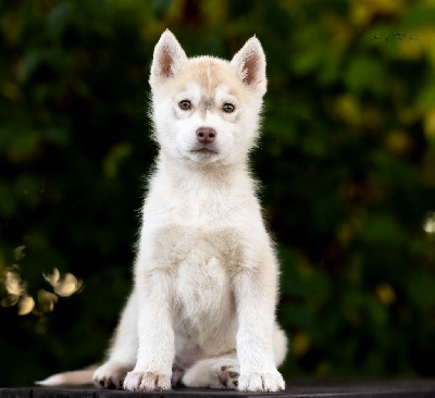 Les chiots de Siberian Husky