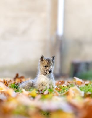 Les chiots de Siberian Husky