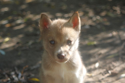 Les chiots de Siberian Husky