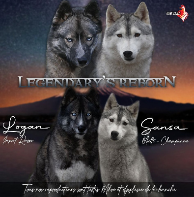 Siberian Husky - Of Legendary\'s Reborn