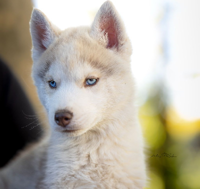 Les chiots de Siberian Husky