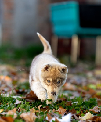 Les chiots de Siberian Husky