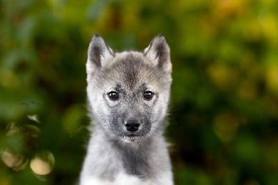 Les chiots de Siberian Husky