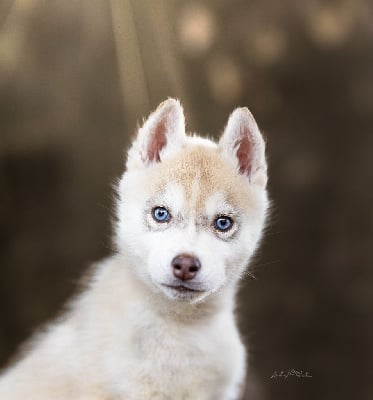 Les chiots de Siberian Husky