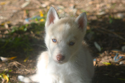 Les chiots de Siberian Husky