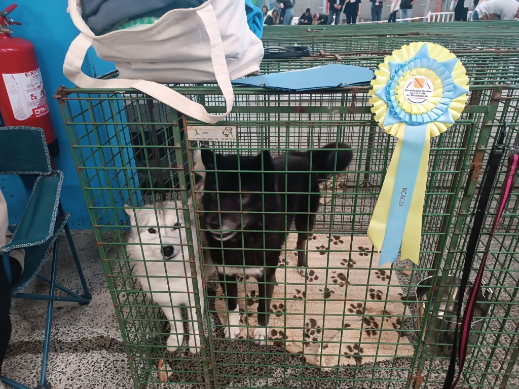 Target over the universe therese Of Legendary's Reborn - 1er Très bon - Classe Jeune