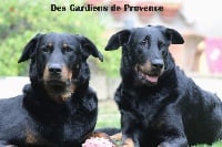 Des Gardiens De Provence