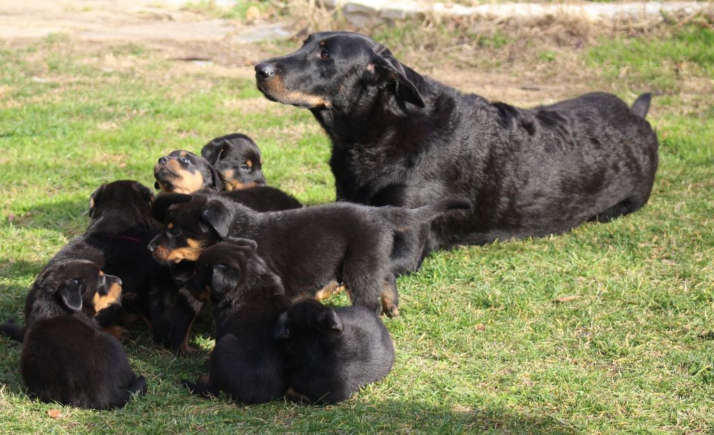 Accueil Elevage Des Gardiens De Provence Eleveur De