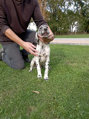 Les chiots de Setter Anglais