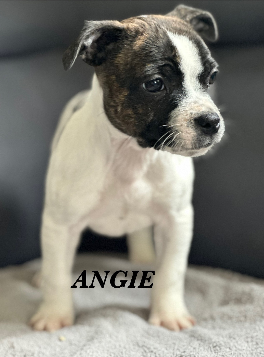 Staffordshire Bull Terrier - Du Royaume De Babylone