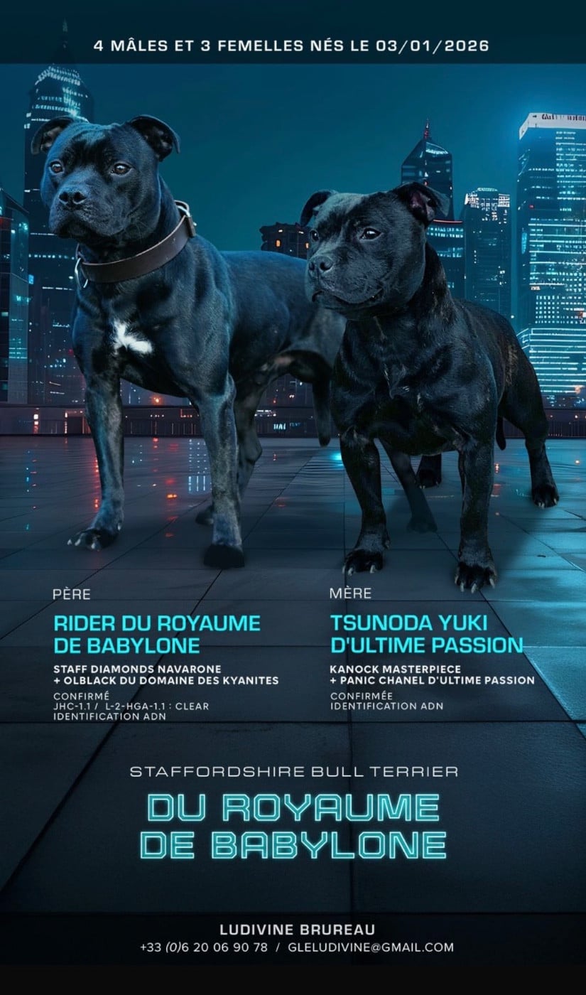 Staffordshire Bull Terrier - Du Royaume De Babylone