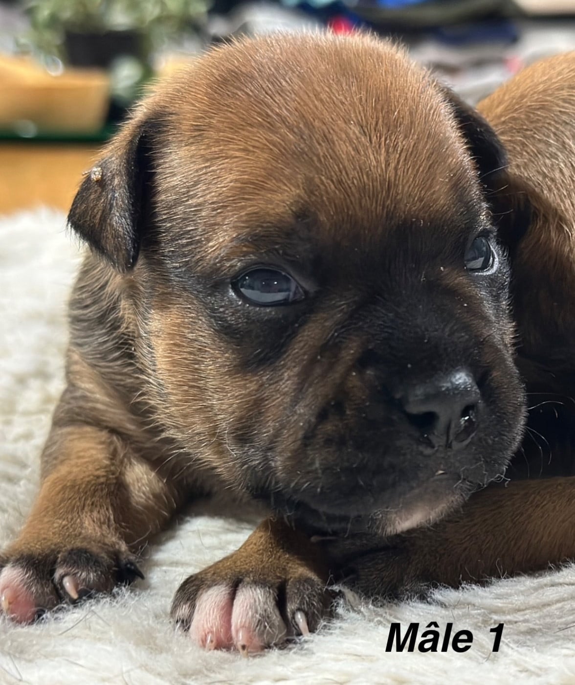 Staffordshire Bull Terrier - Du Royaume De Babylone