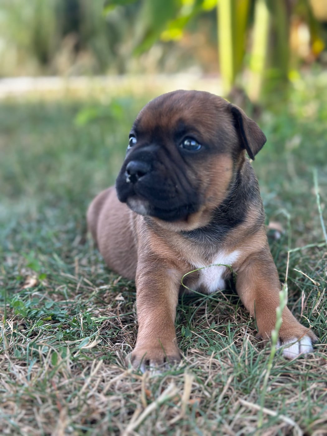Staffordshire Bull Terrier - Du Royaume De Babylone