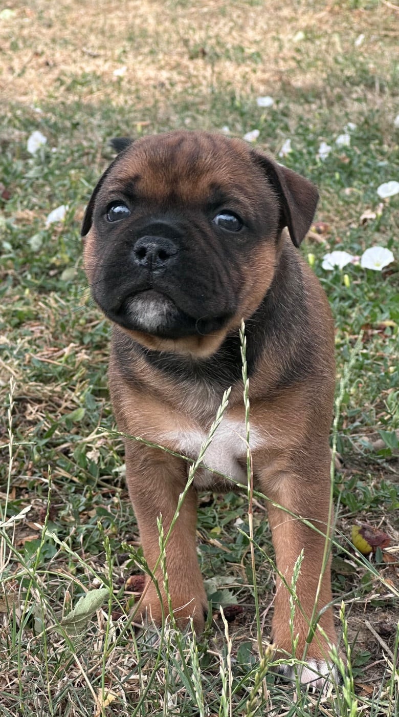 Staffordshire Bull Terrier - Du Royaume De Babylone