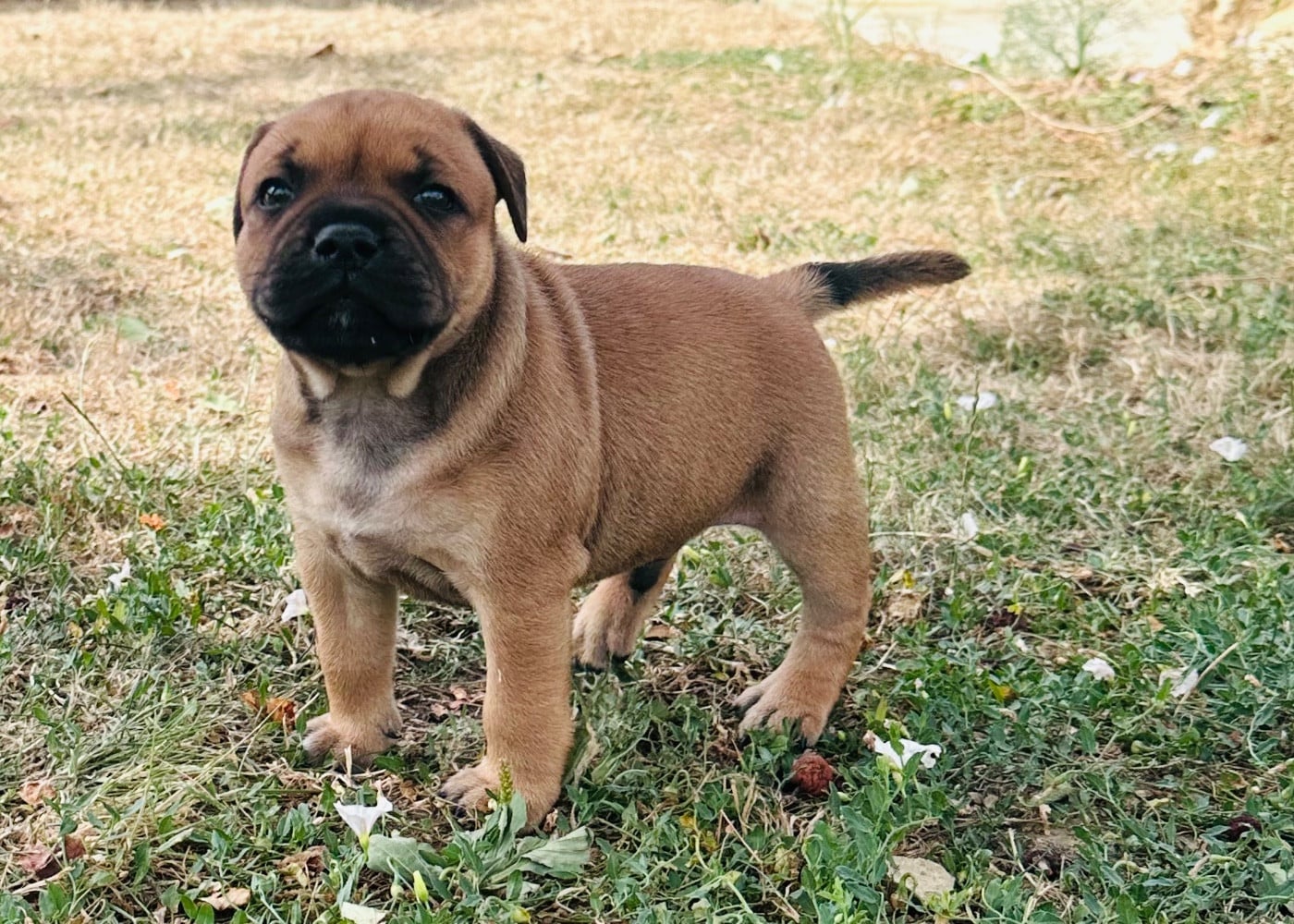 Staffordshire Bull Terrier - Du Royaume De Babylone