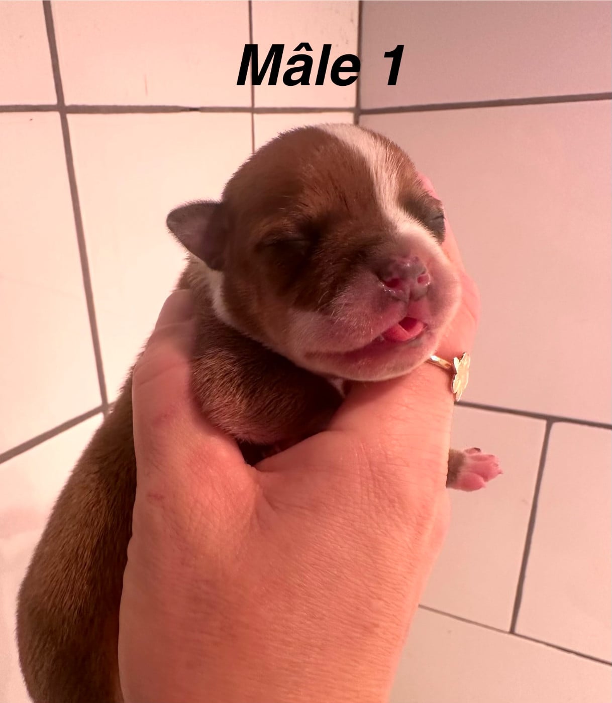 Staffordshire Bull Terrier - Du Royaume De Babylone