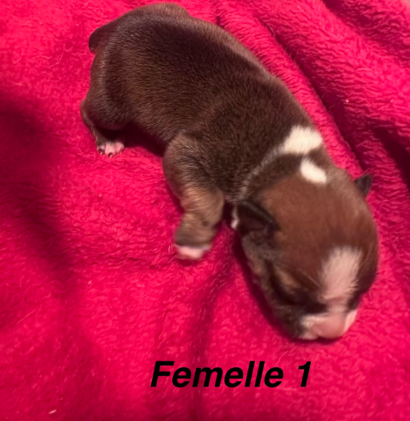 Chiot N°6