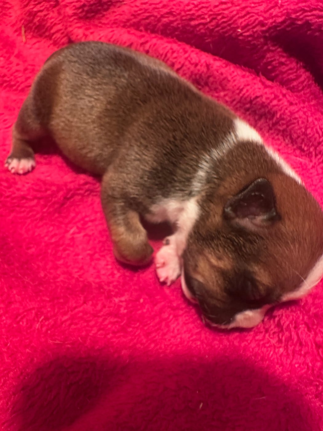 Chiot N°6