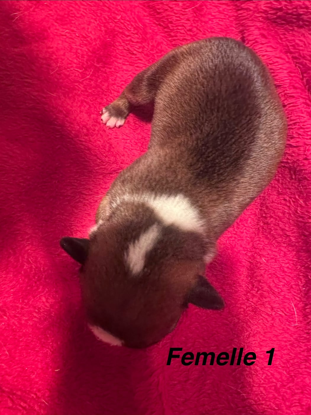 Chiot N°6
