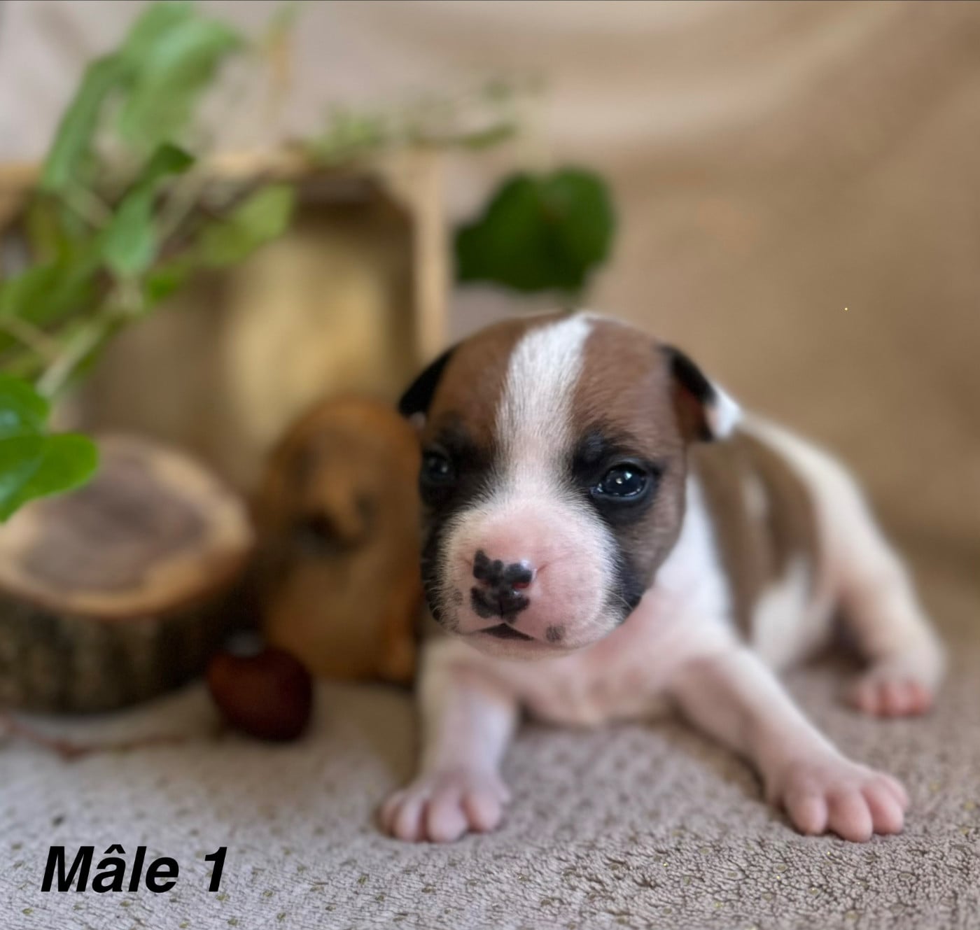Chiot N°1
