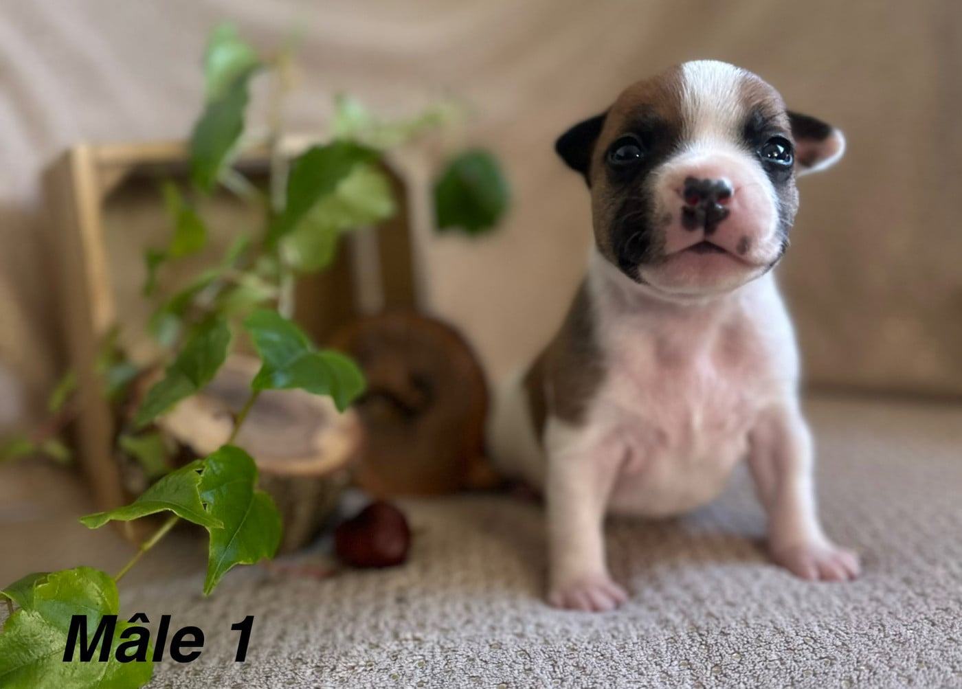 Chiot N°1
