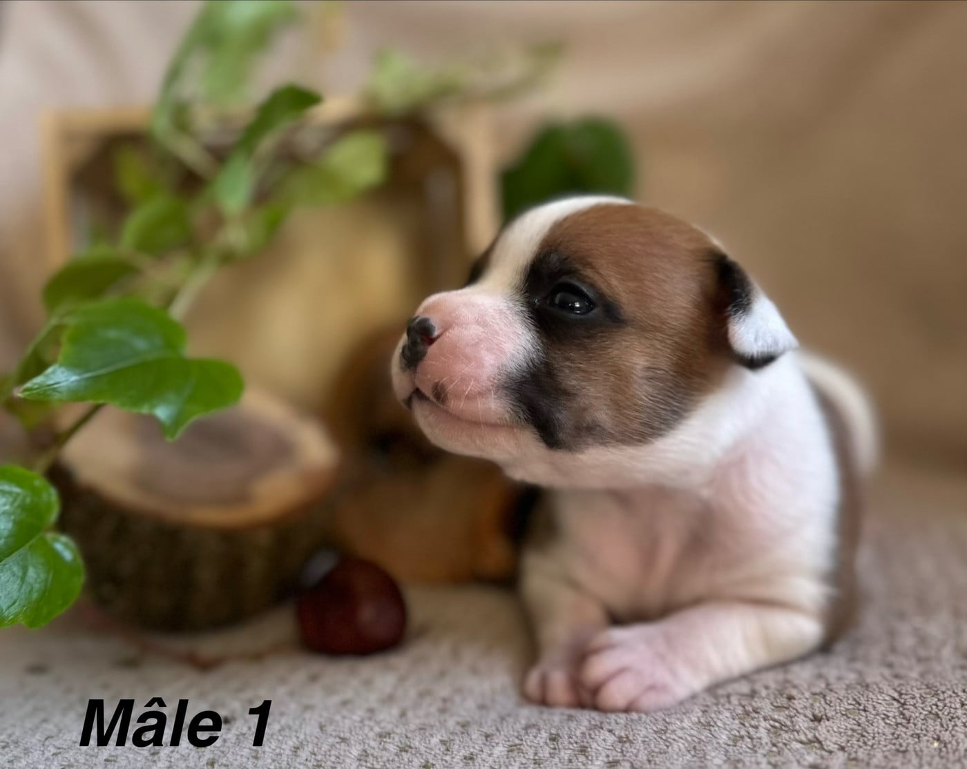 Chiot N°1
