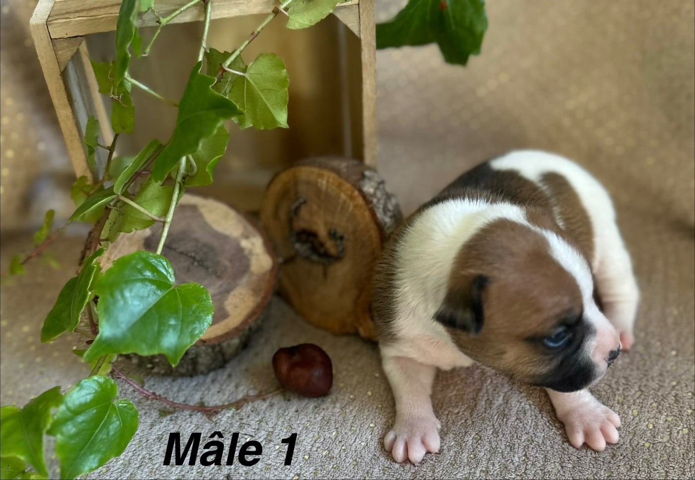Chiot N°1