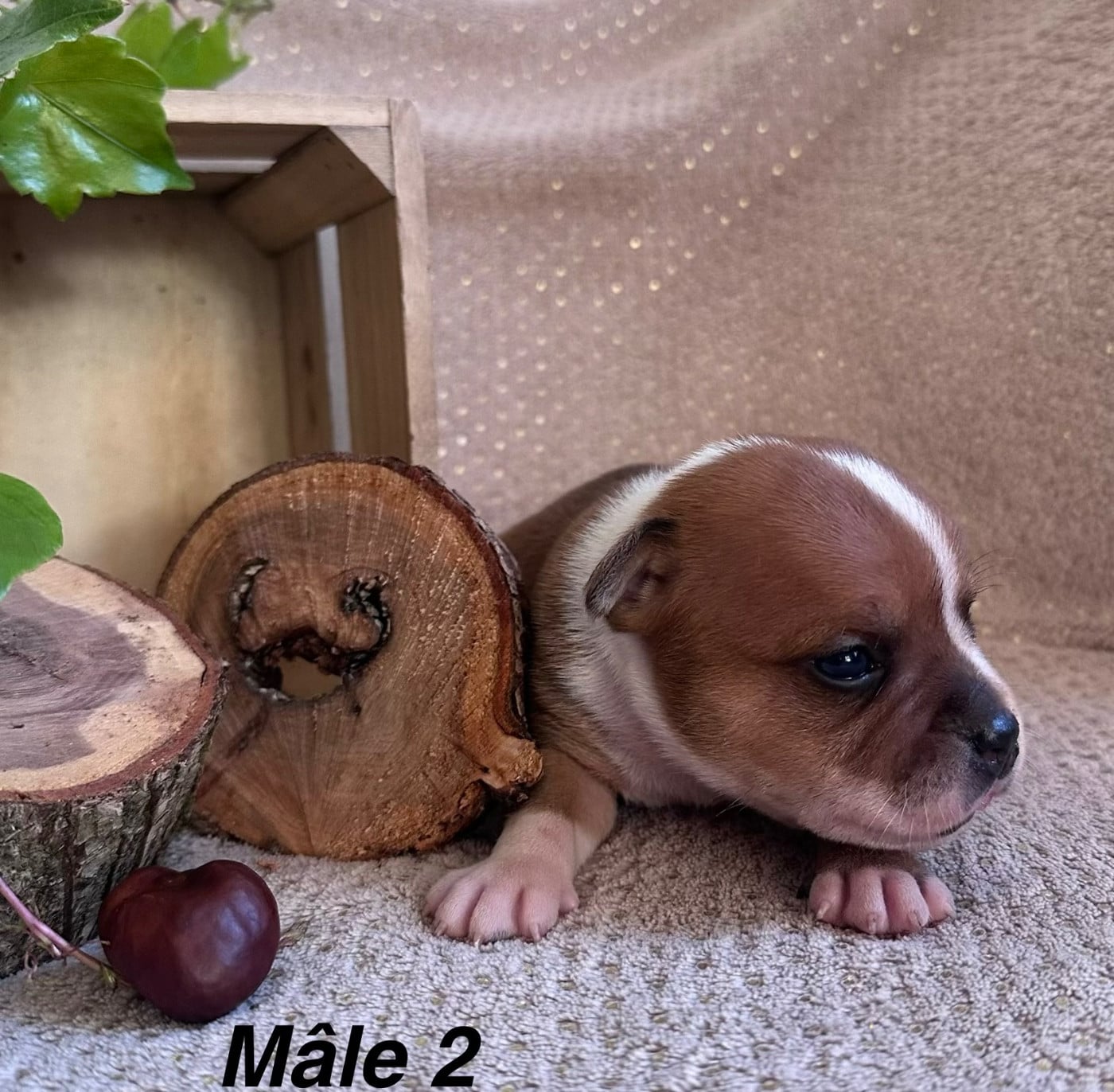 Chiot N°2