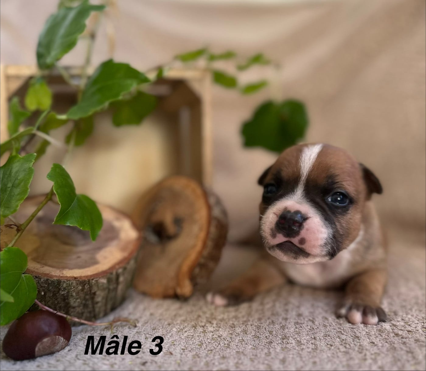 Chiot N°3
