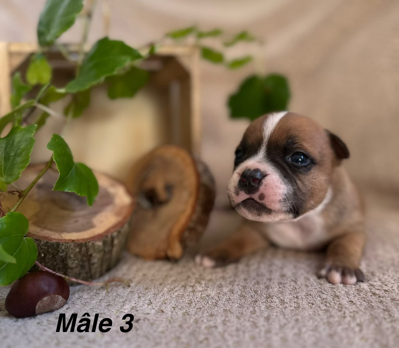 Chiot N°3