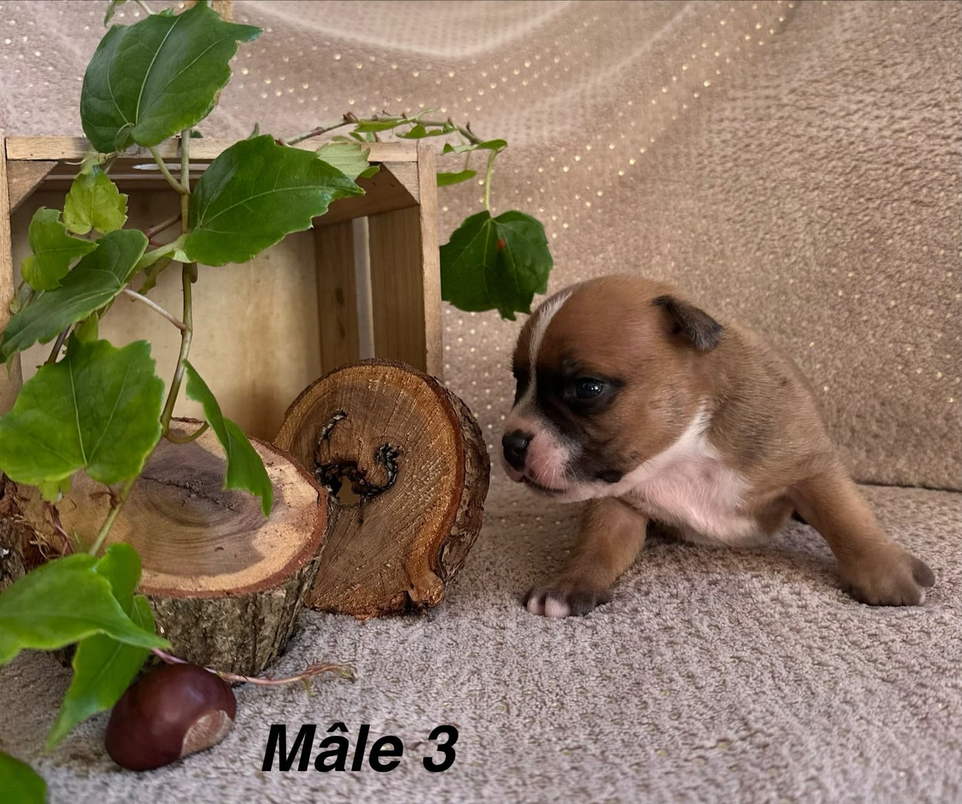 Chiot N°3