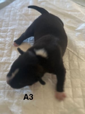 Les chiots de Staffordshire Bull Terrier