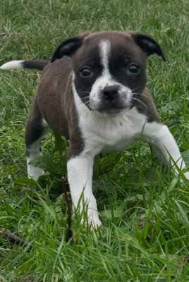 Les chiots de Staffordshire Bull Terrier
