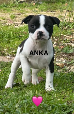 Les chiots de Staffordshire Bull Terrier