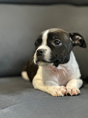 Les chiots de Staffordshire Bull Terrier