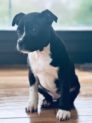 Les chiots de Staffordshire Bull Terrier